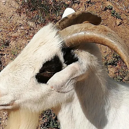 Serenita Nella Natura Quiesa